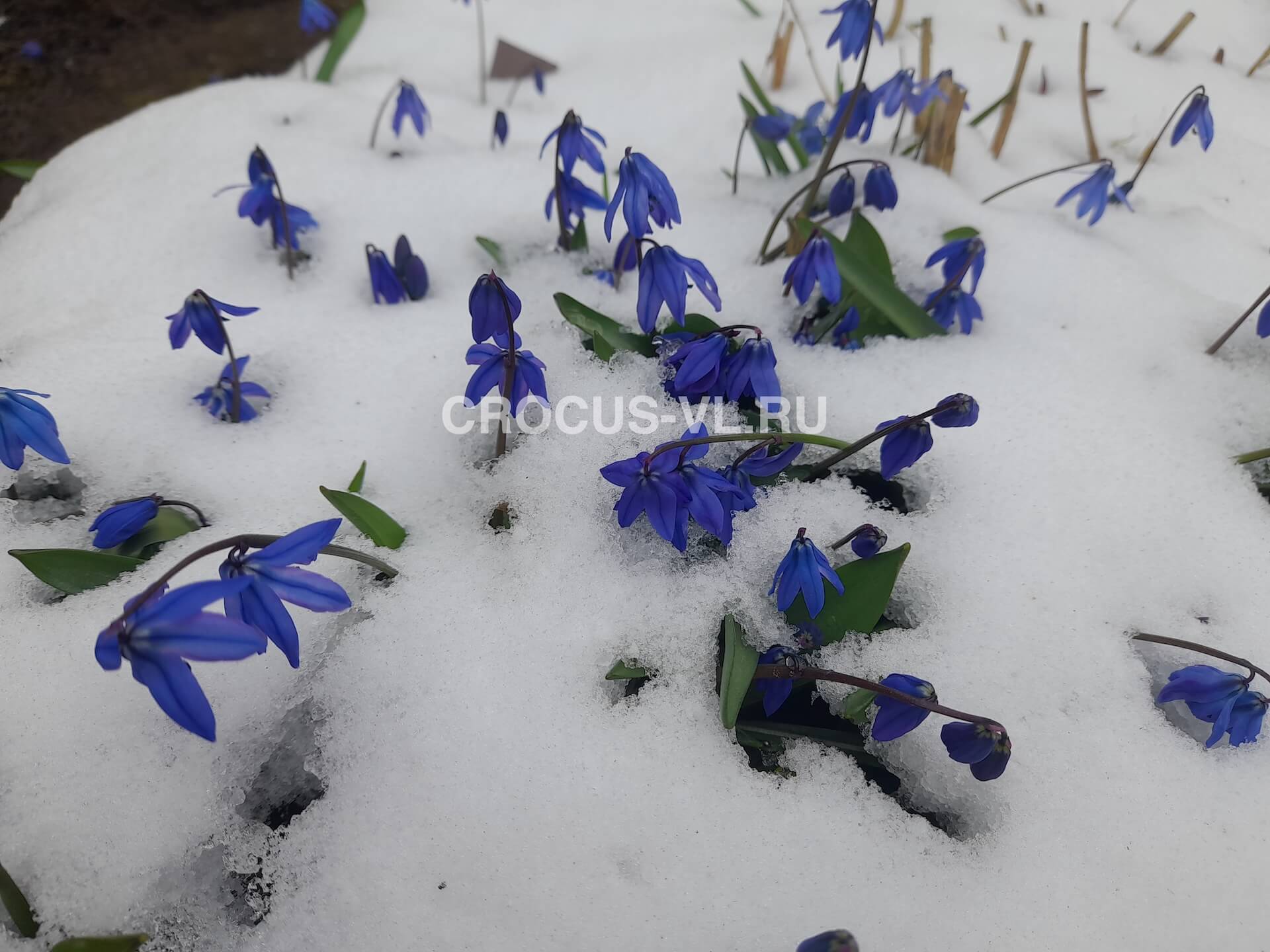 Сцилла сибирская